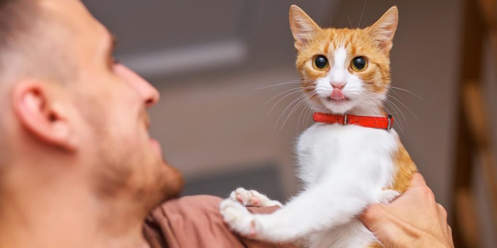 Gatito con collar; registro de mascotas, tenencia resposable