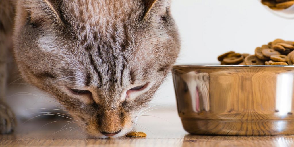 Un gato come su alimento preferido. 