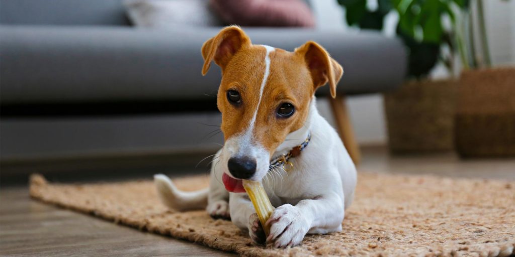 Perro mordiendo snack de hueso en un living. 