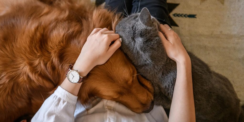 Registrar mascotas es bueno para la tenencia responsable de perros y gatos