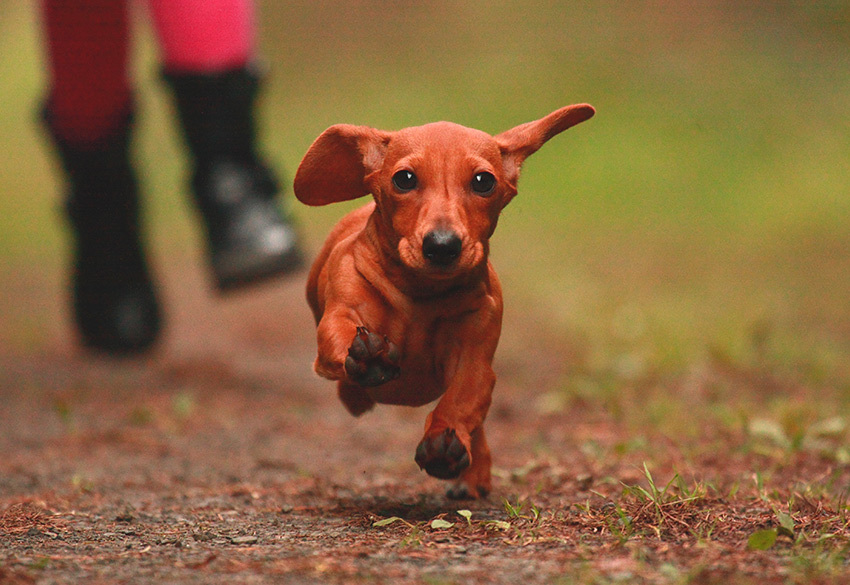 ¡Perros salchichas rompen récord Guinness en Australia!