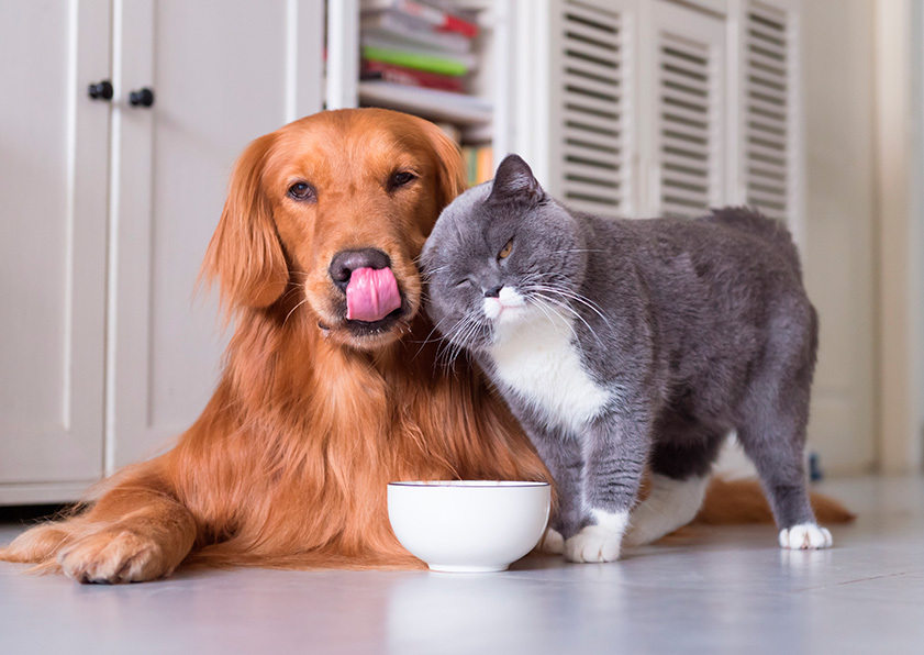 Cómo alimentar a tu mascota en invierno