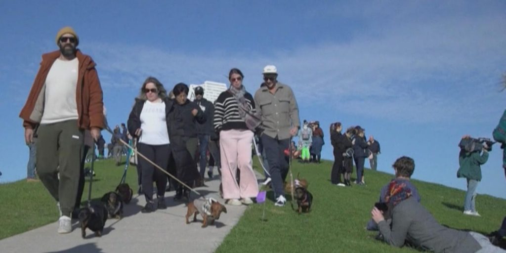 paseo de perros salchichas en Australia