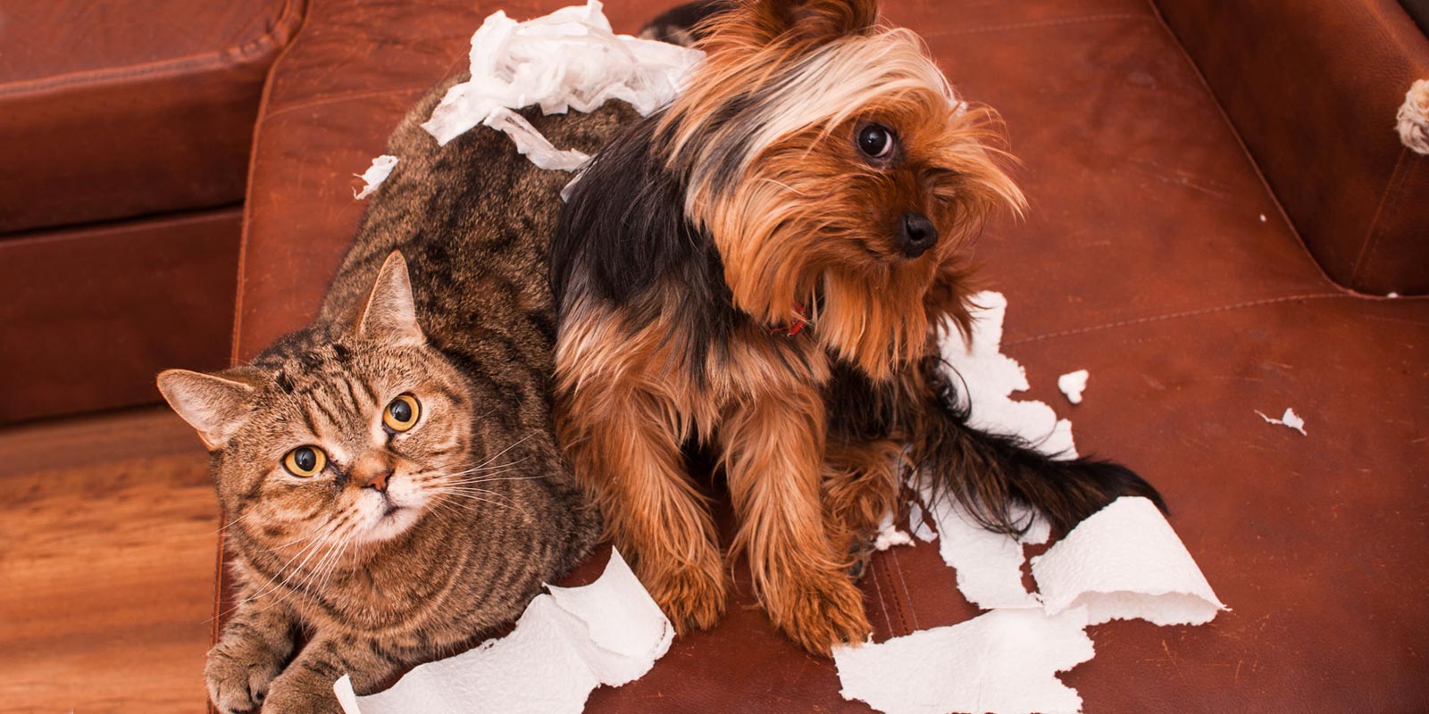 La etología, una aliada a la hora de convivir con mascotas