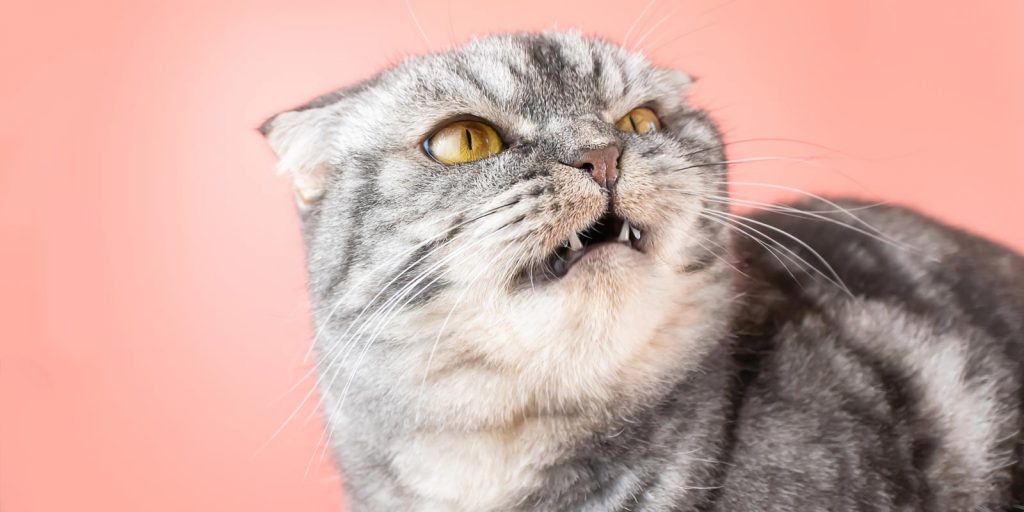Gato molesto y mostrando sus dientes
