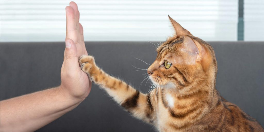 Gato apoyando su pata en mano humana
