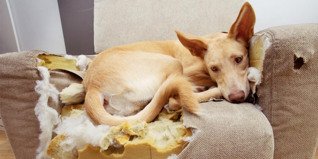 Perro con sillón roto