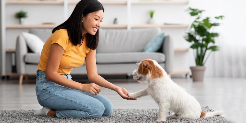 Perro apoyando su para en la mano de una humana, etología.