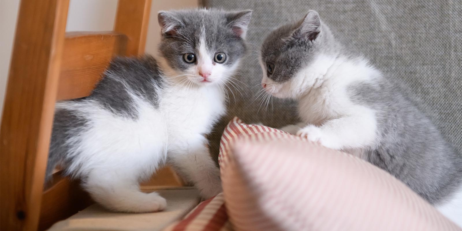 Gatos domésticos pequeños mirándose 