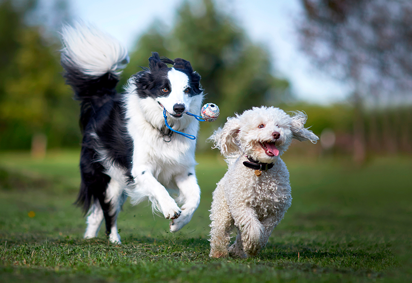 ¿Quieres perros felices? Aprende por qué deben tener compañía