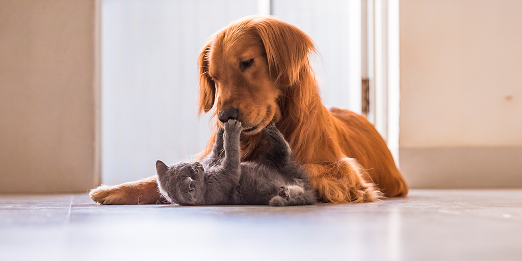 Perro y gato en compañía