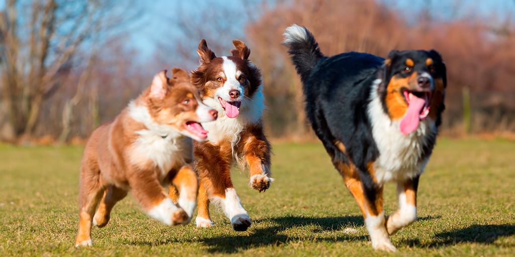 Perros felices corriendo y jugando juntos