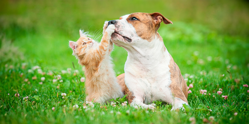 perro y gato en compañía