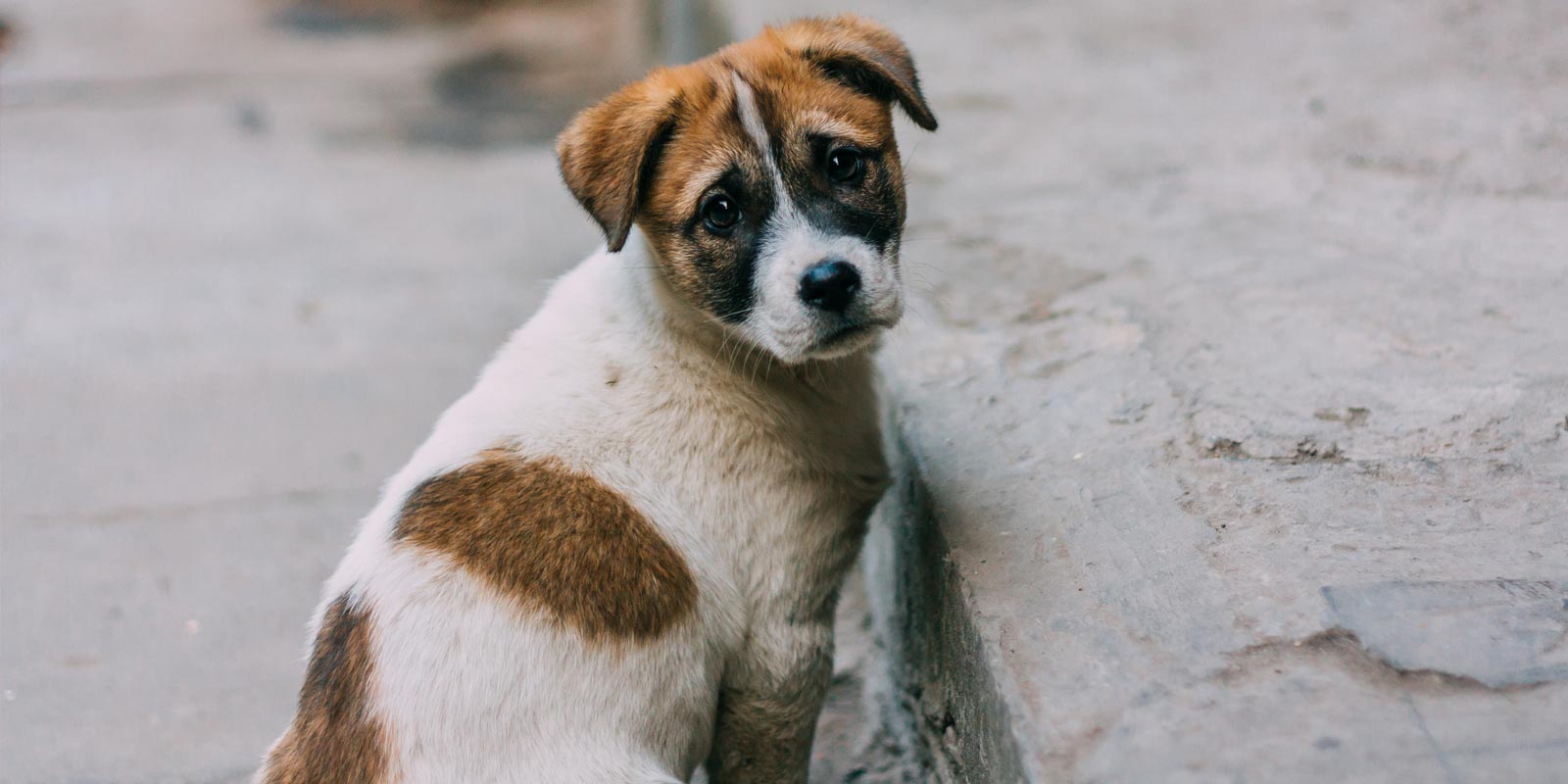 Perro mirando a la cámara en la calle