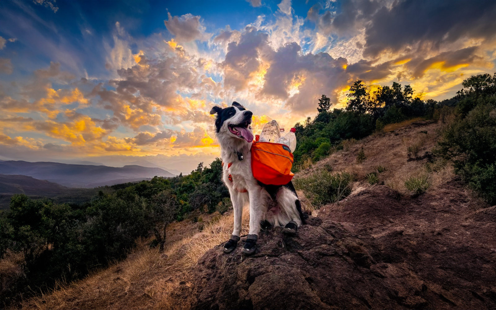 Conoce a Sam, el border collie superhéroe que cuida el ParqueMet junto a su tutor