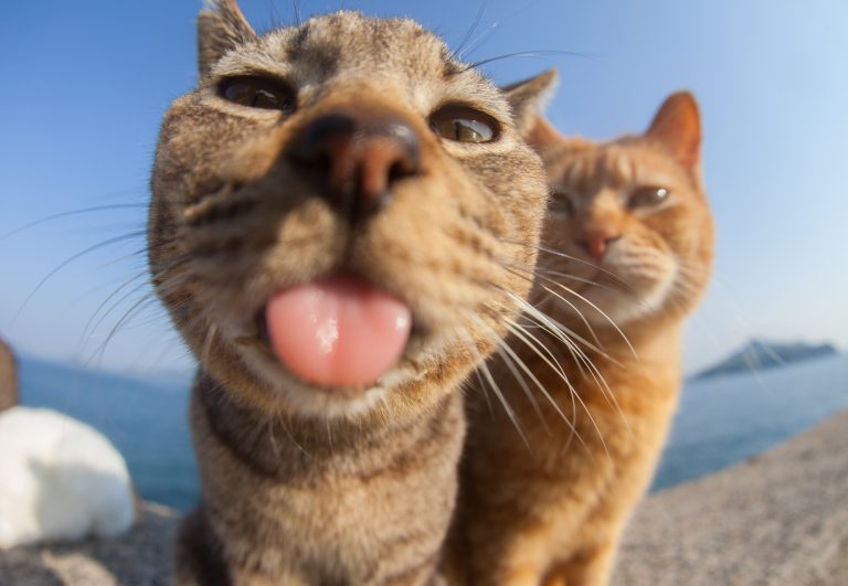¡Míralas todas!: Curioso concurso premia las fotos graciosas de gatos ...