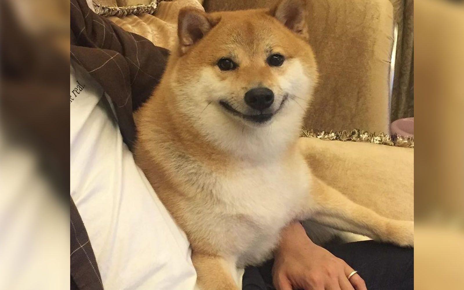 Petlovers dicen adiós a Cheems Balltze, el famoso shiba inu que conquistó las redes sociales