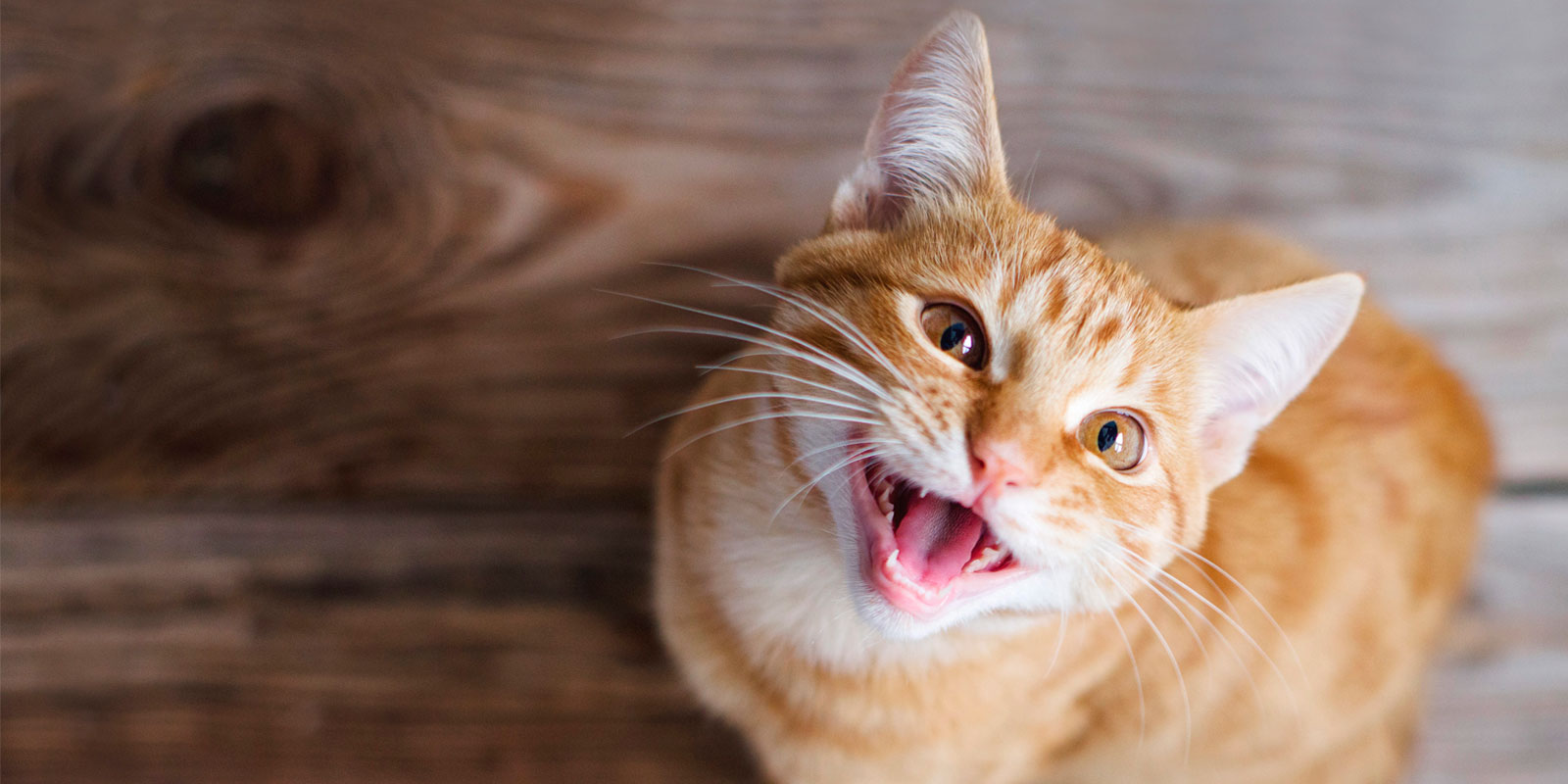 Gato naranjo feliz en el día del gato