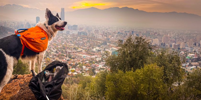 Sam, el perro superhéroe de Parque Metropolitano