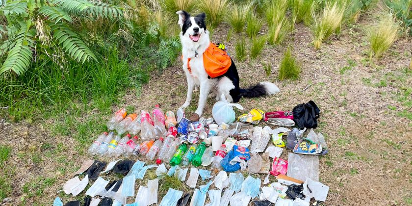 Sam, el perro superhéroe de parque metropolitano