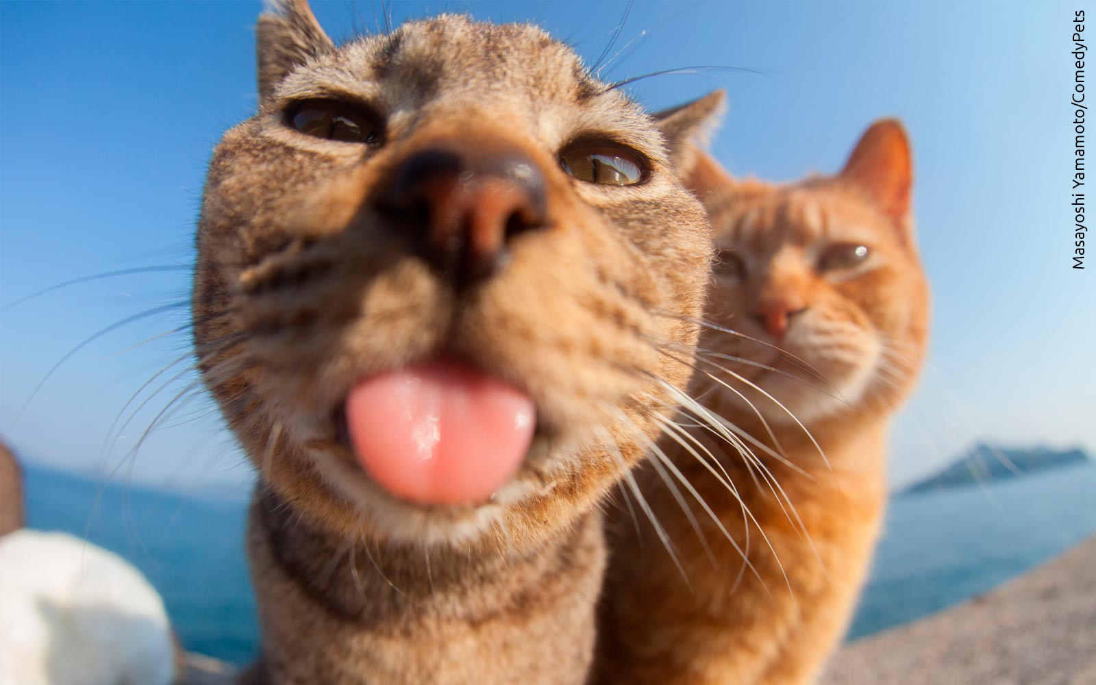¡Míralas todas!: Curioso concurso premia las fotos graciosas de gatos, perros y otras mascotas