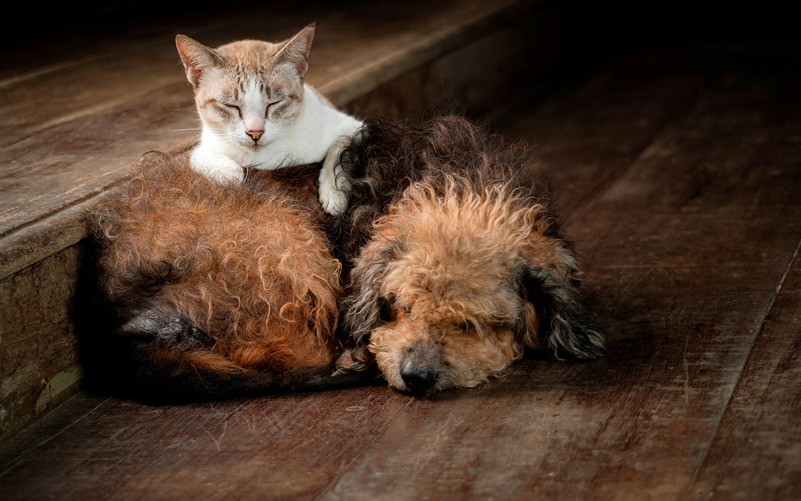 ¡Adopta una mascota! Descubre 6 razones para darle la bienvenida a un regalón