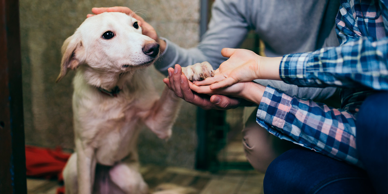 Personas acarician a perrito en refugio.