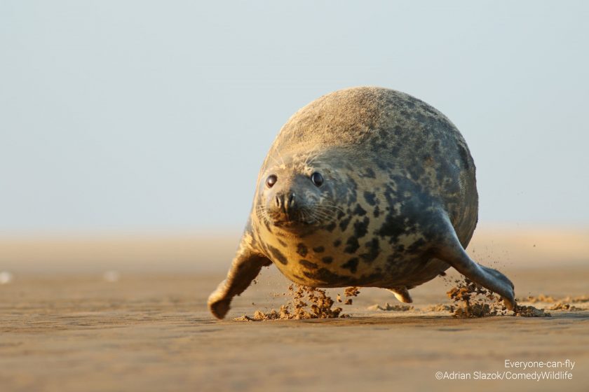 Se ve una foca salvaje