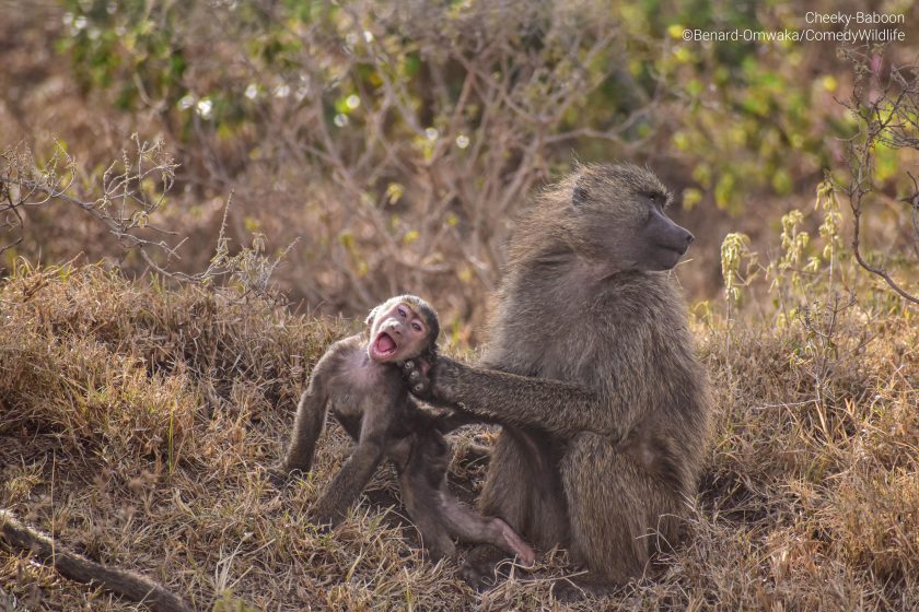Se ven 2 monos, una madre y su hijo
