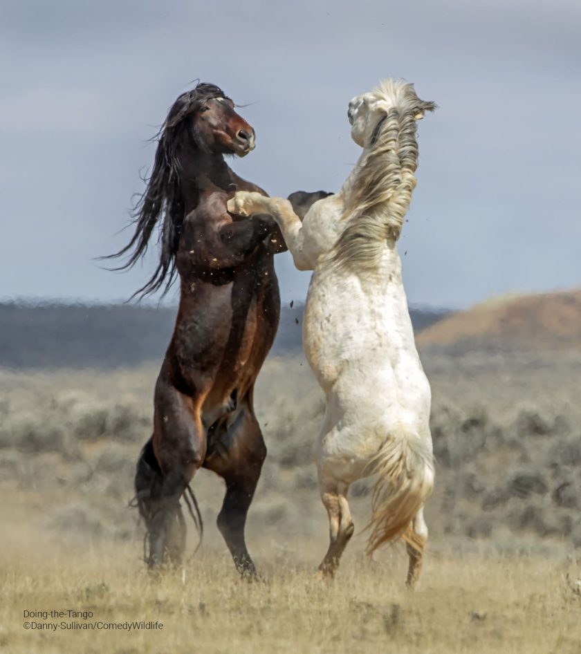 Se ven 2 caballos parados uno frente al otro