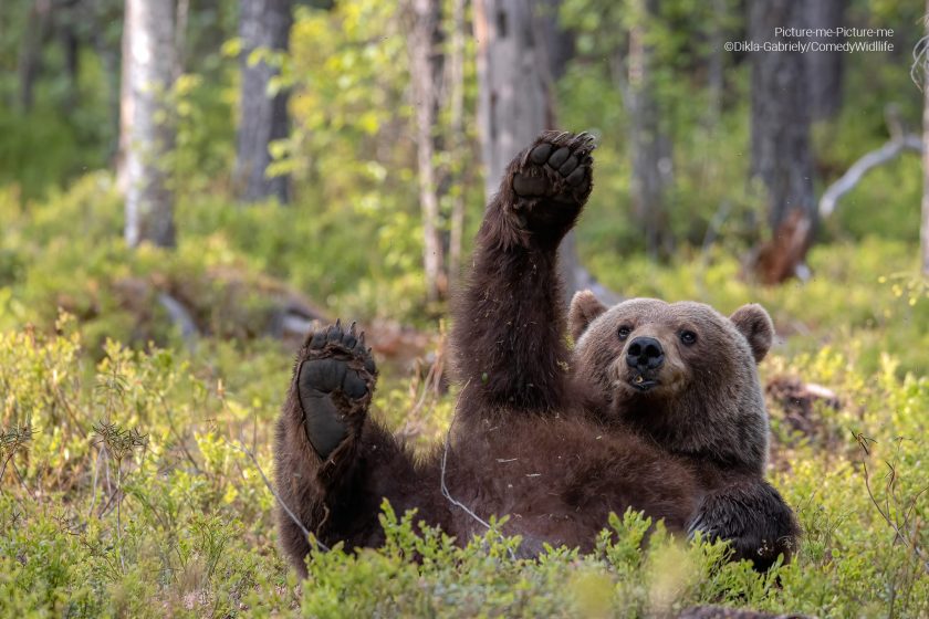 Se ve un oso acostado con las patas levantadas