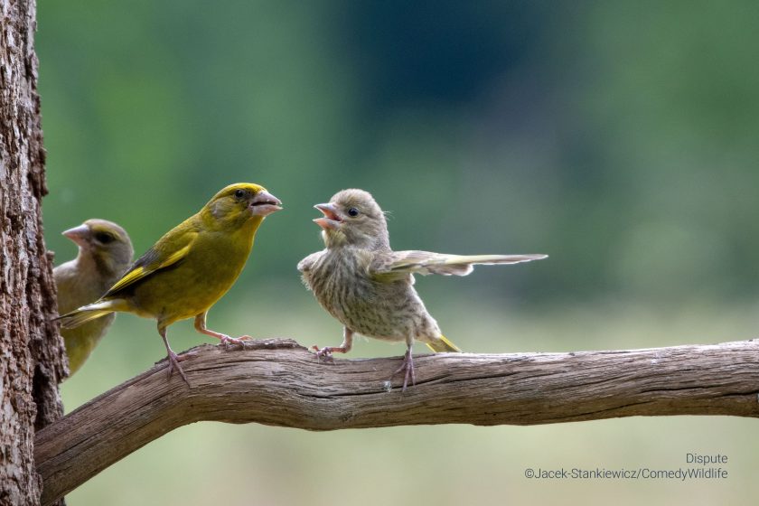 Se ven 2 pajaros como si estuvieran hablando