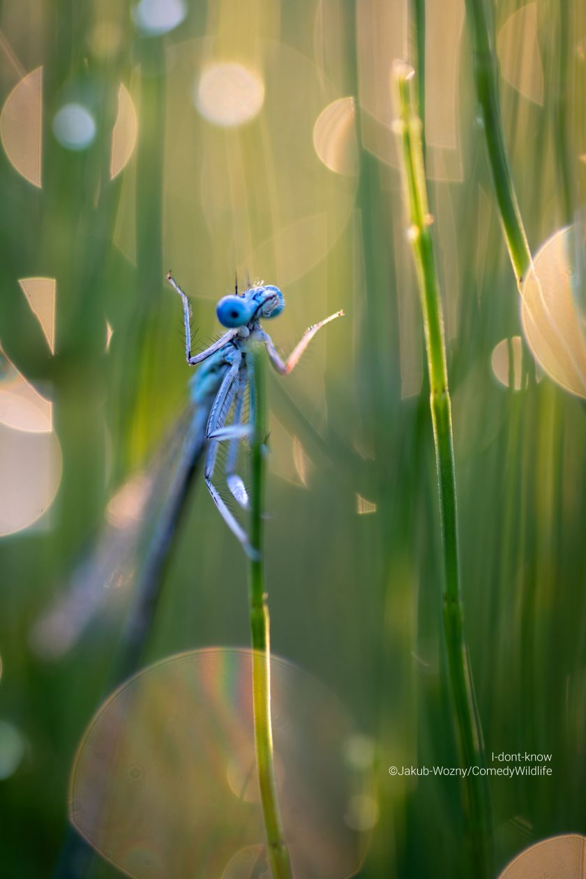 Se ve una mantis en entorno natural