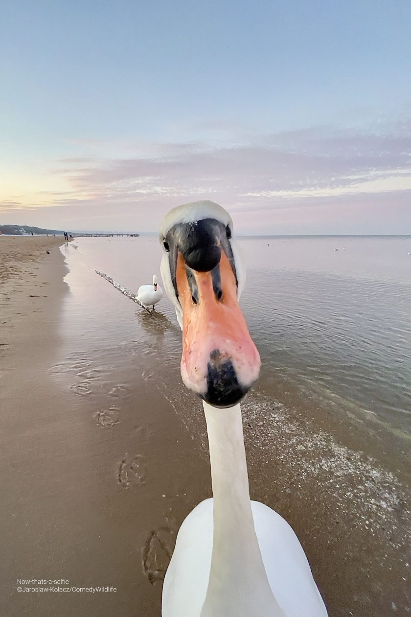 Se ve un pato mirando directamente a la cámara