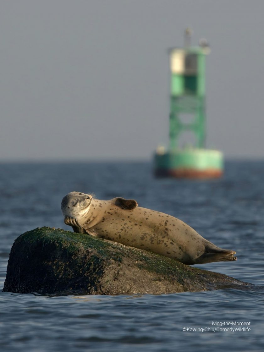 Se ve una foca recostada en una roca