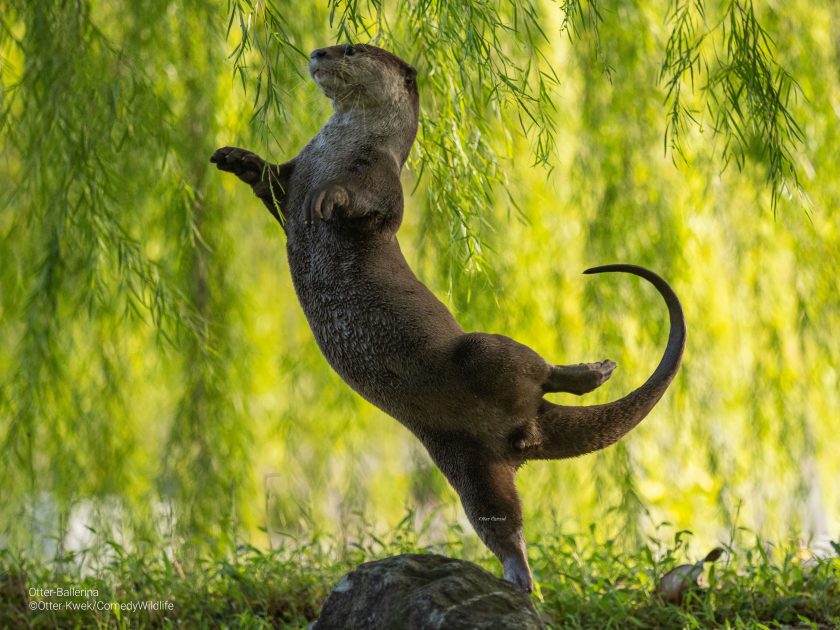 Se ve una nutria parada y bailando