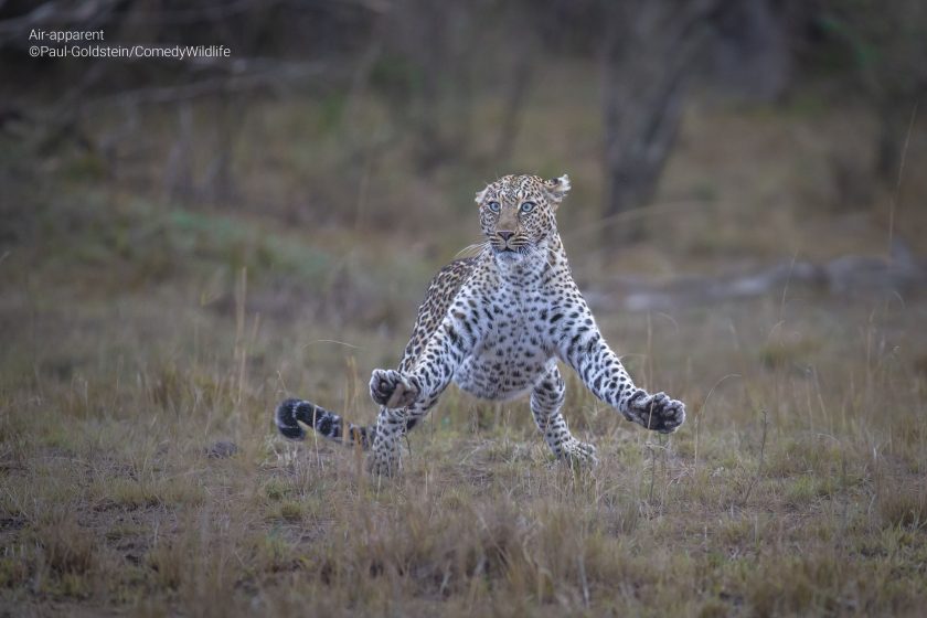 Se ve un guepardo con las patas estiradas y asombrado