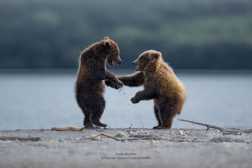 Se ven 2 osos de frente, como si estuvieran conversando