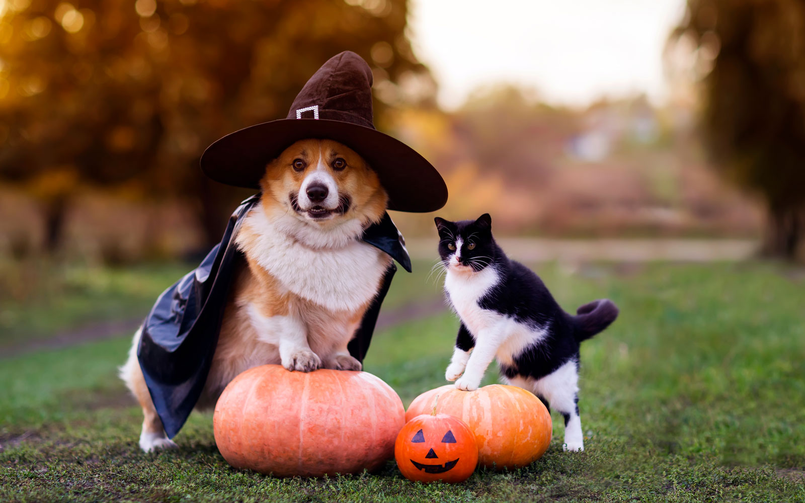 4 ideas y consejos para celebrar Halloween con tu mascota