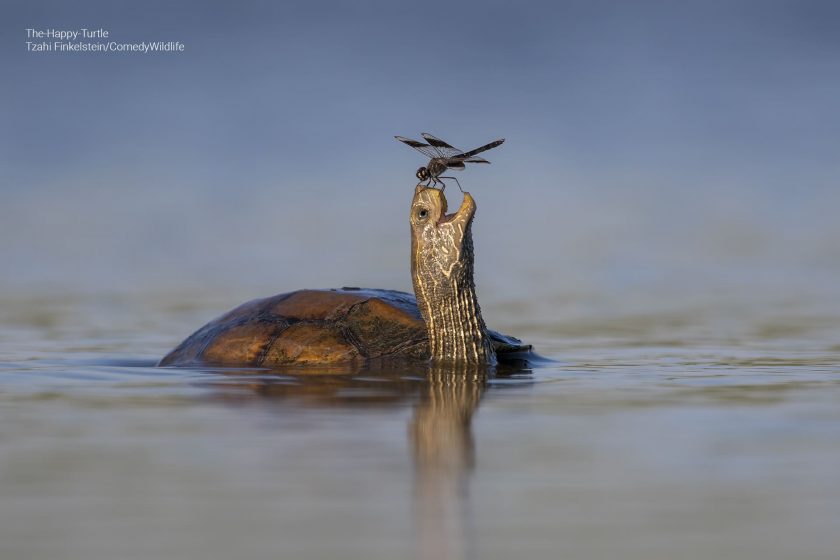 Se ve una tortuga con un insecto en la cabeza