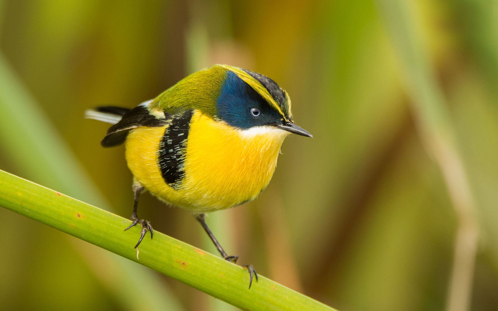 Conoce más sobre Fiu, el pájaro de siete colores mascota de los Juegos Panamericanos y Parapanamericanos 2023