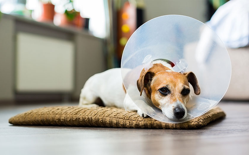 Perro esterilizado descansa con un collar isabelino