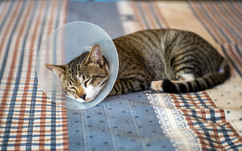 Esterilización de gatos, Gato esterilizado duerme con un collar isabelino