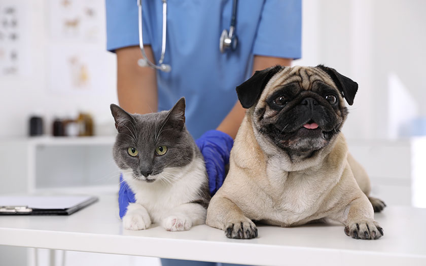 Esterilización de gatos y perros gratuita: Conoce el nuevo programa Mascotas en Buenas Manos