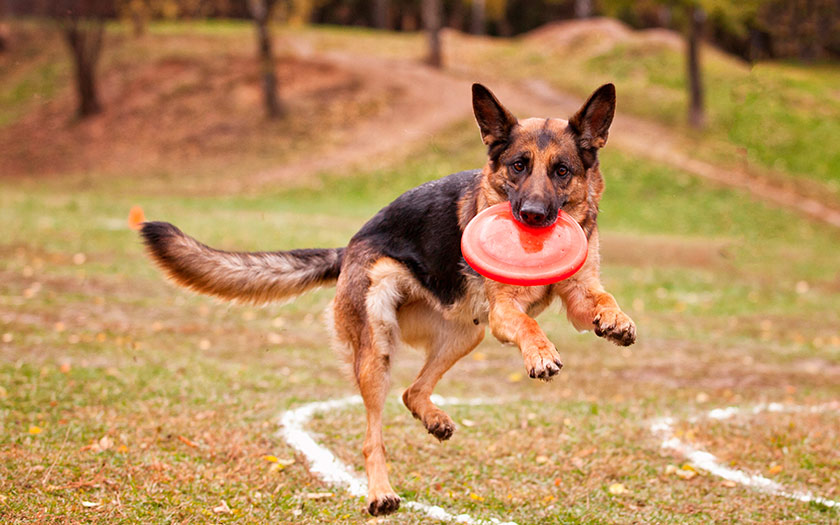 Perro pastor alemán cachorro con un frisbee en la boca