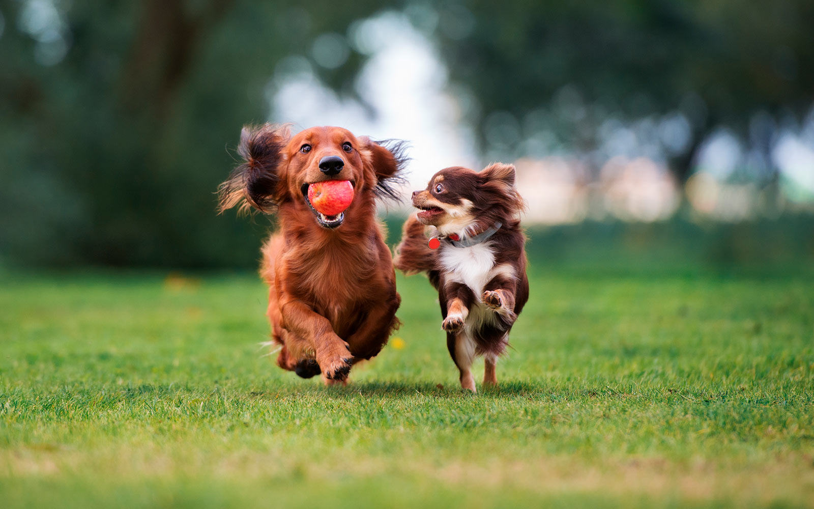 Juguetes para perros: 5 ideas para divertirte con tu perro en casa