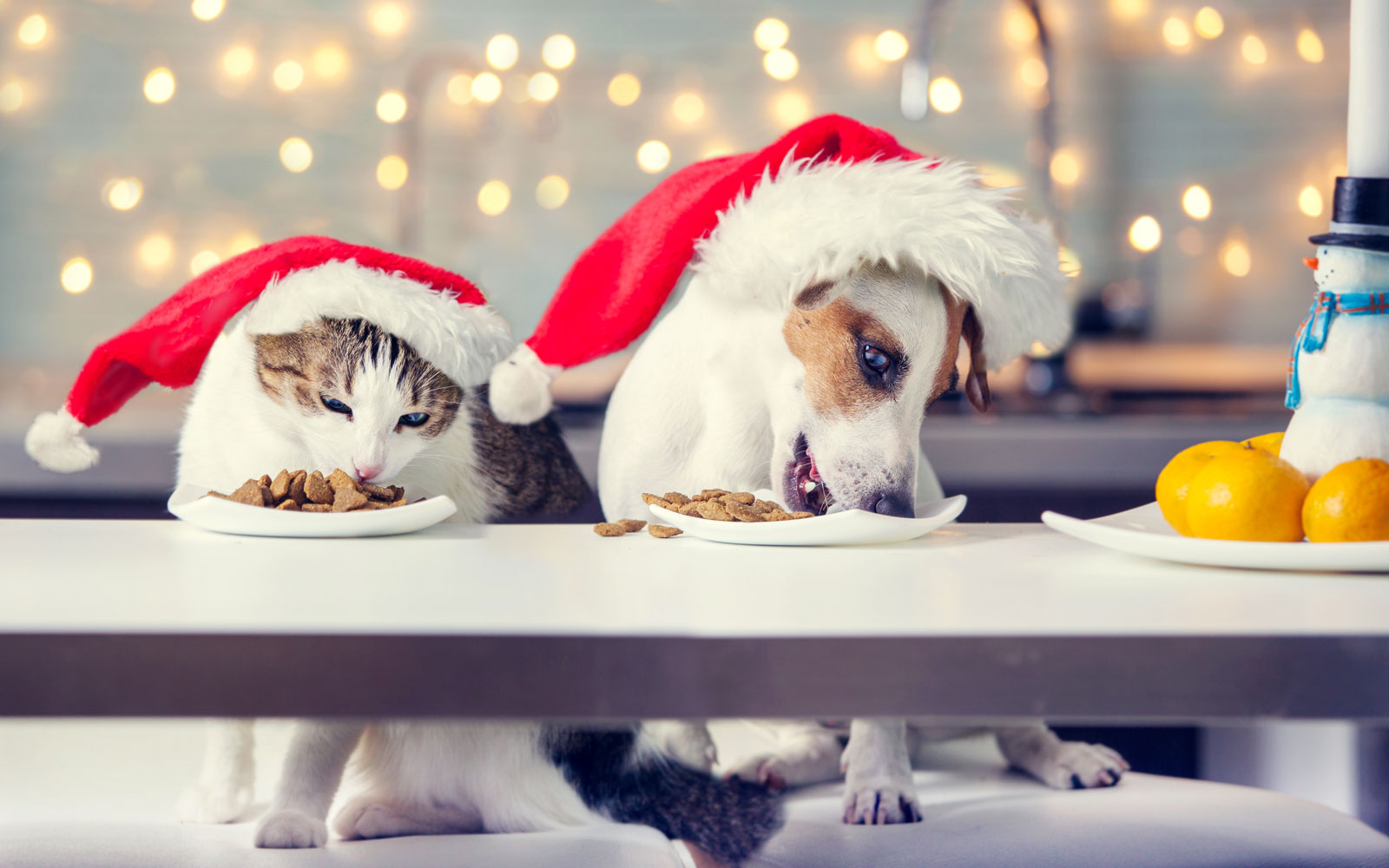 Cuida la alimentación de tus mascotas esta Navidad y Año Nuevo 2024