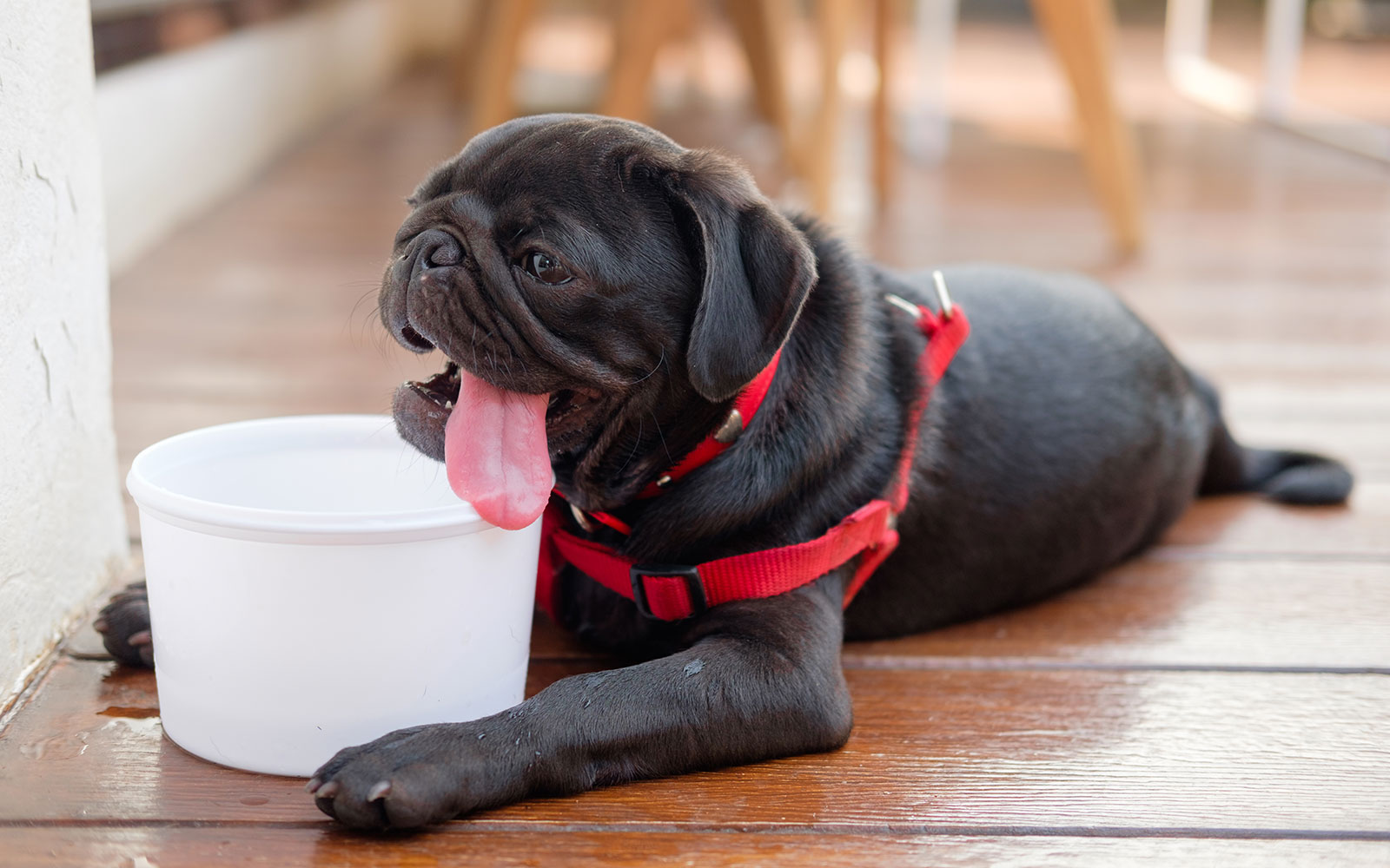 5 consejos para pasear a un perro en días de calor