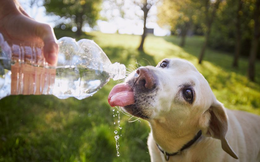 Un perro bebe agua de una botella en un parque