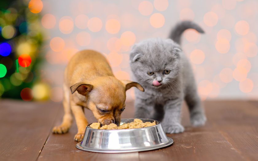 perro y gato bebé comiendo de un plato para mascotas y evitando alimentos prohibidos para perros y gatos